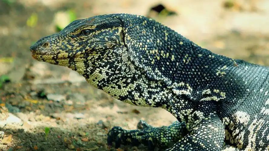 泽巨蜥 - 自然类-摄影大赛2016 - 国家地理中文网