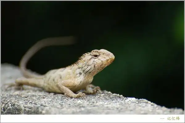 xlp300mm端打"野生五爪金龙"--广东蜥蜴