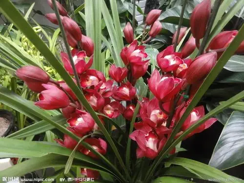 大绿叶一串大红花的兰花叫什么兰?