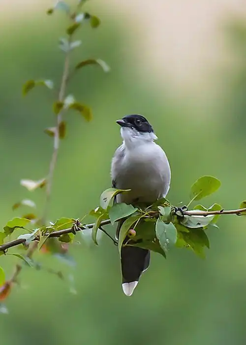 灰喜鹊16615 - 美篇