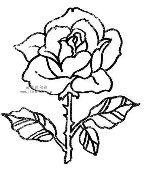月季花简笔画 月季花简笔画带颜色 - 水彩迷