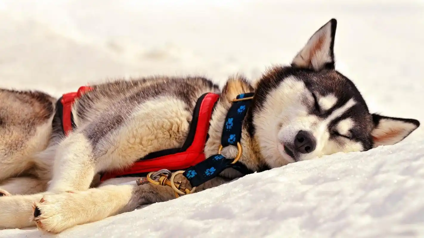 超可爱狗狗大图高清电脑桌面壁纸