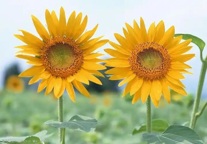 阳光下的向日葵两株图片