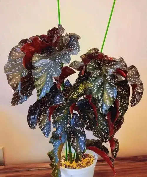 室内盆栽"新宠儿"—裂叶玫瑰秋海棠,耐阴好养,花和叶都好看