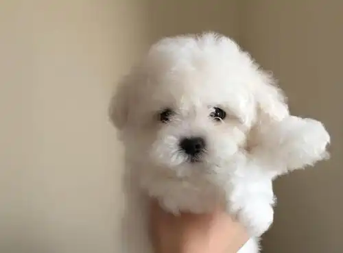 怎么挑选比熊幼犬?教你7个小技巧,避免买到"星期狗"