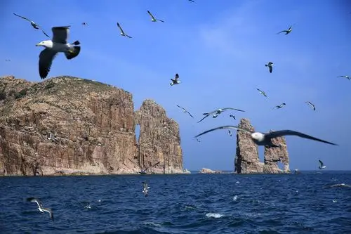 长岛万鸟岛 2019.06.15