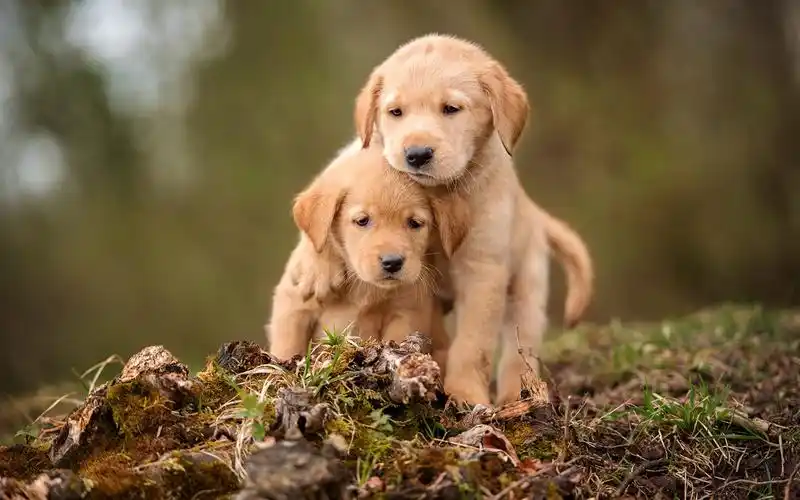 wallpaper two cute puppies 1920x1200 hd picture, image