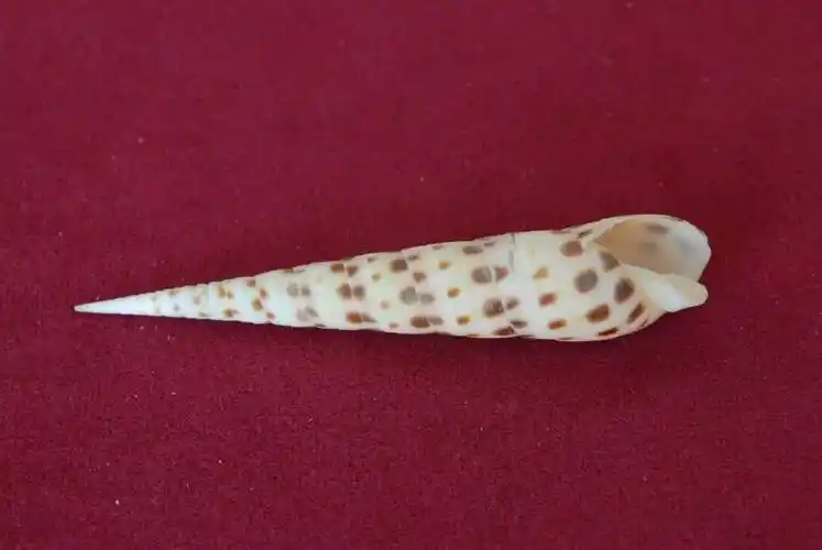 小贝壳大世界珍稀贝壳线上微展览