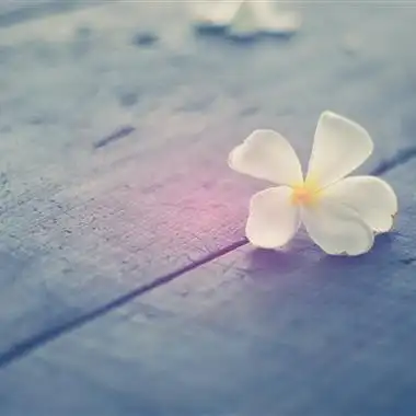 高清带来好运的微信头像花朵吉祥图片