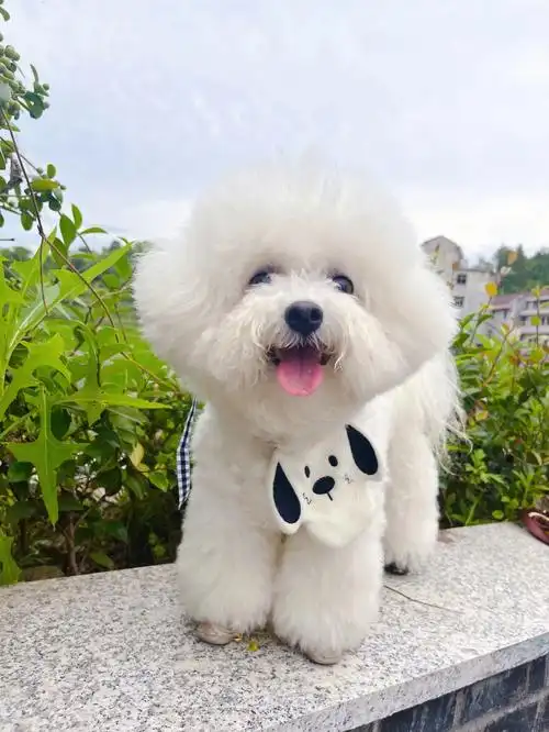 比熊球球姨姨们我今天可爱吗