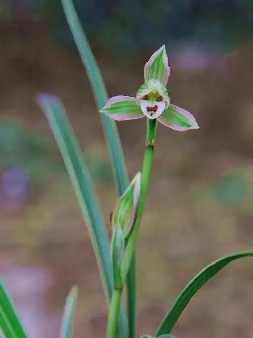 莲瓣兰翠晶红轮