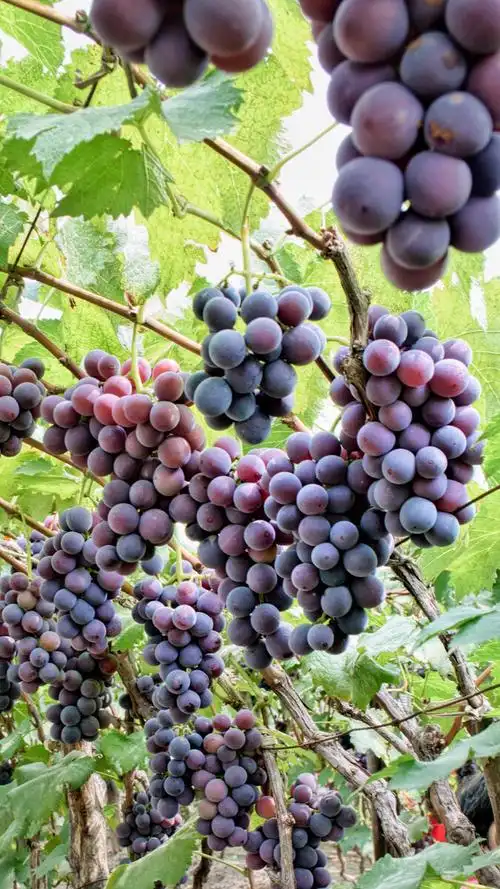 丰收了的巨峰葡萄