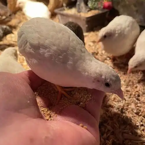 种蛋一块一枚芦丁鸡阳台宠物迷你鸡网红小鸡