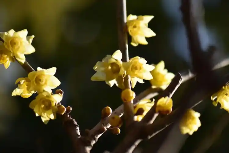 2019年冬去春来,梅花苦寒报春来!