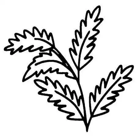 艾草的简笔画