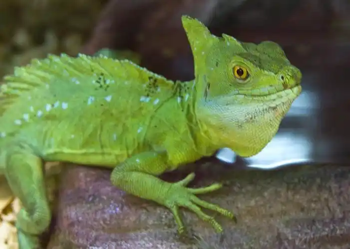 basilisk lizard