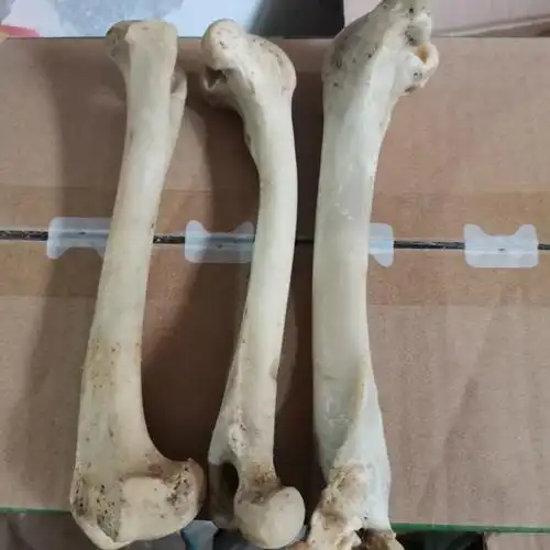 正宗 煅狗骨头 炙骨狗退骨 500克 250 生狗骨头