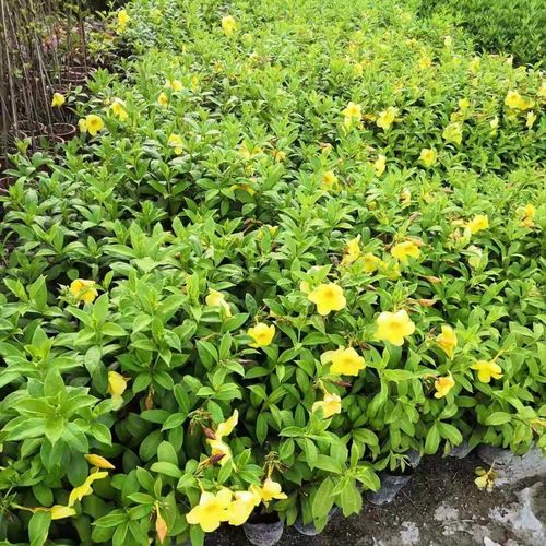 硬枝软枝黄婵花苗带土球易成活四季绿植盆栽时令草本花卉