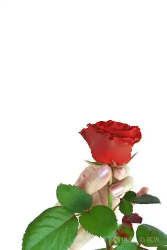 涂指甲油和玫瑰的女人手美的概念白色背景下女性手拿红玫瑰母亲节婚礼