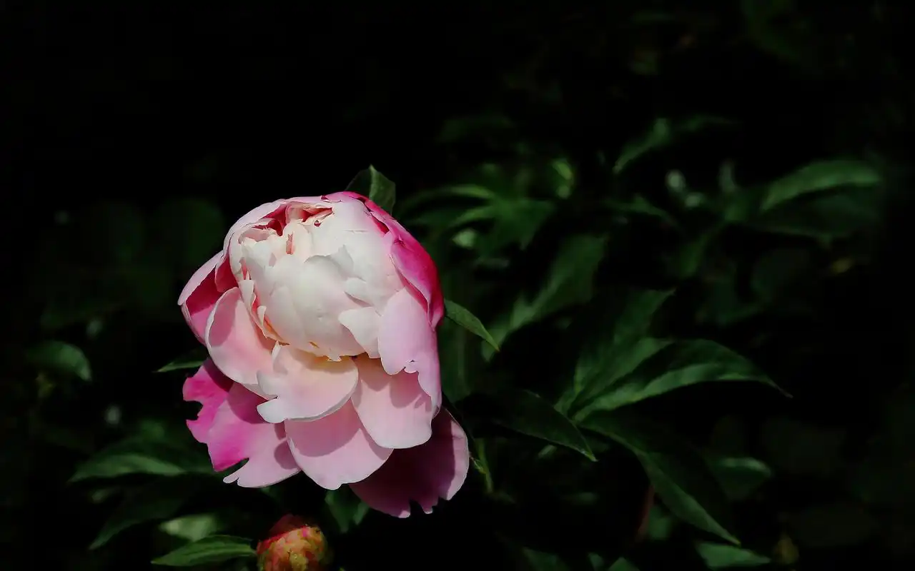 芍药花图片高清花卉摄影桌面壁纸
