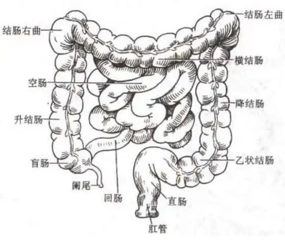 做操之前,我们先来看看人体肠道结构图.
