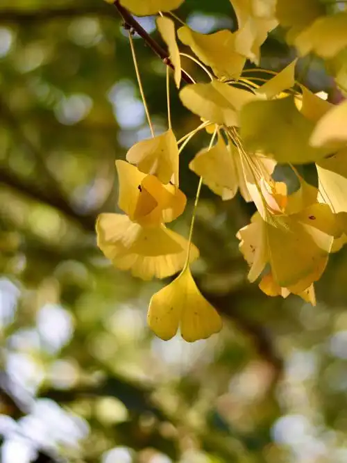 秋天的朋友圈必须有一组银杏树的照片