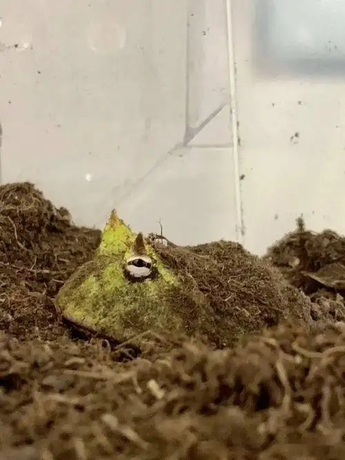 角蛙饲养和环境布置