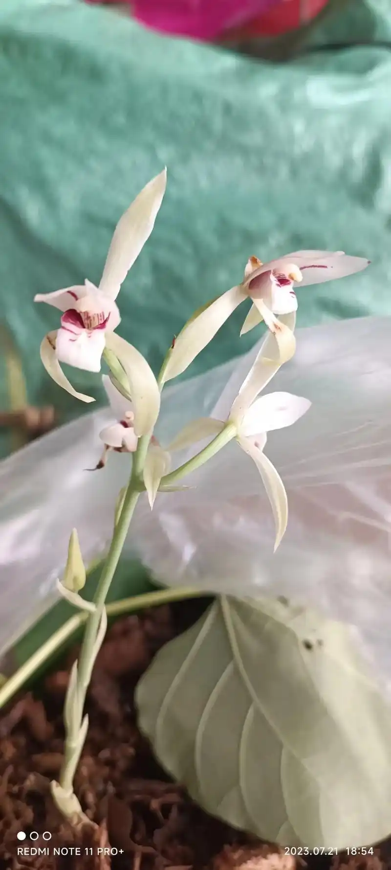 无叶兰,有认识的吗,我长这么大第一次见 #爱兰花爱生活 #兰 - 抖音