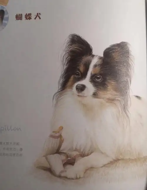 彩铅宠物之一只狗21蝴蝶犬