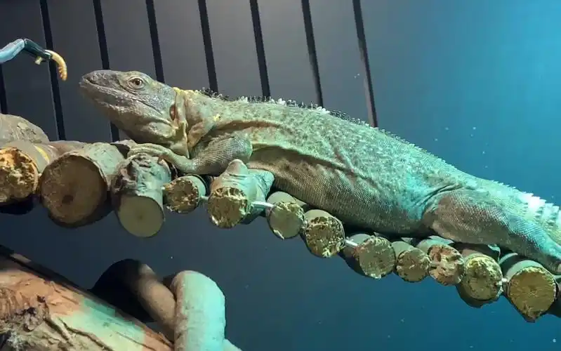 vlog 2019年3月6日 香蕉刺尾鬣蜥kart一次成功的补钙