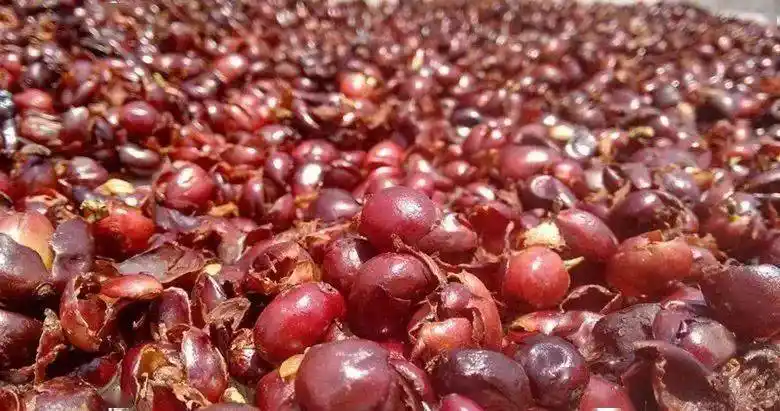 也门人习惯在清晨吃早餐前喝咖啡,早餐后或中午就改喝咖啡果肉晒干后