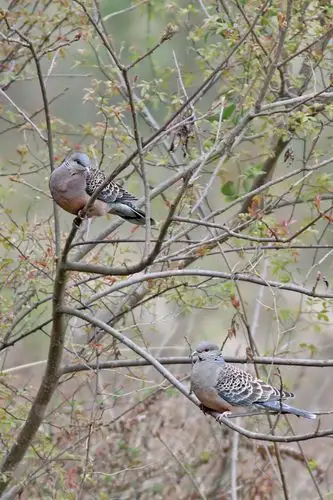 ***【山斑鸠】***