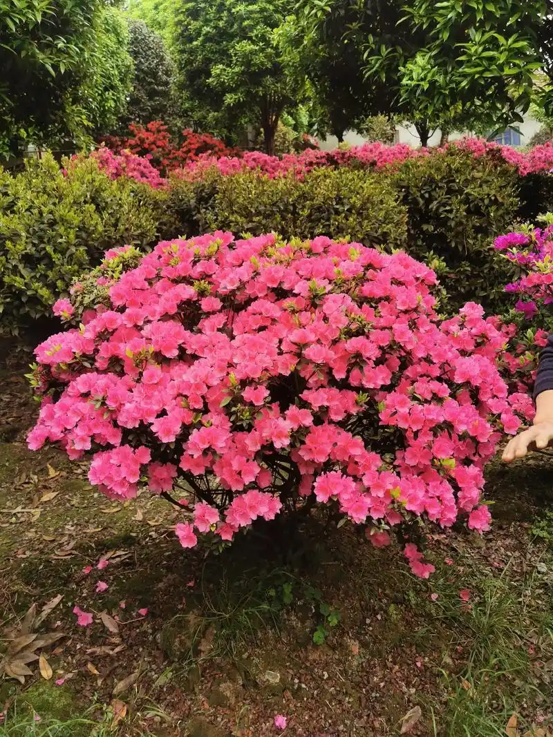 杜鹃花瓶,孔雀造型,各式各样的杜鹃花.#精品杜鹃造型#杜鹃棒 - 抖音