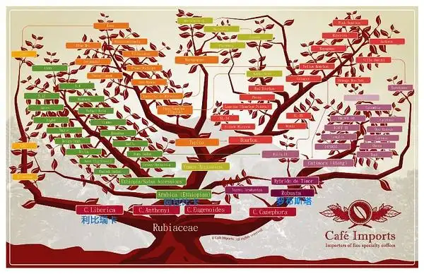 咖啡品种树状图