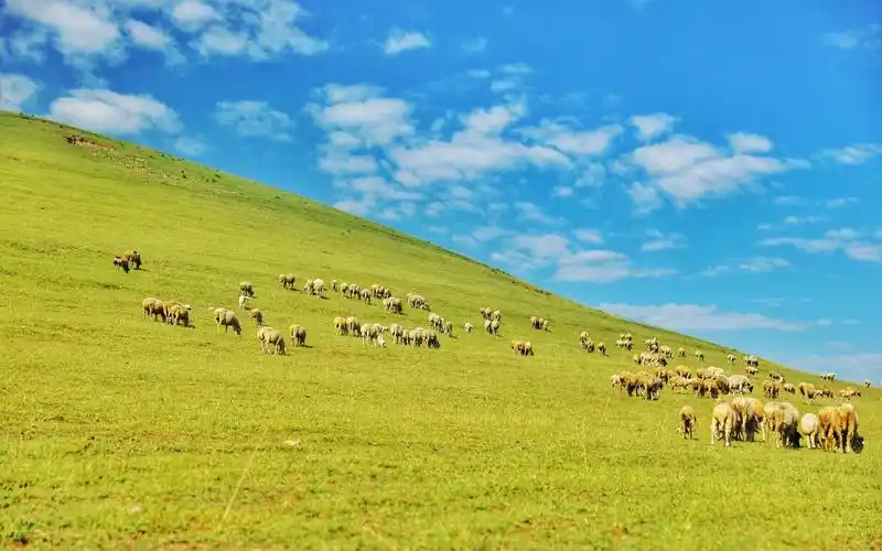 宽阔唯美青青草原绿色护眼桌面壁纸图片下载高清大图预览1920x1200