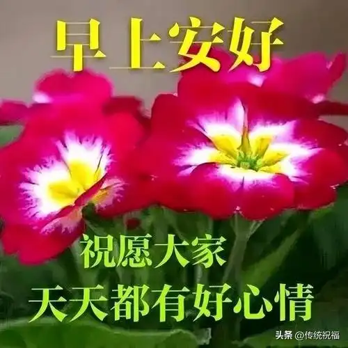 早安快乐问候图片 清晨暖心祝福(让人看了心情愉悦的早安图片) - 冷求