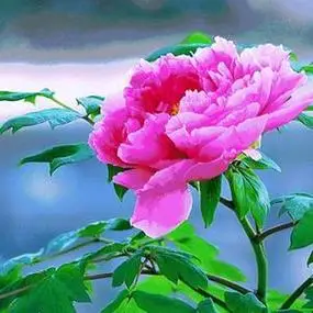 妈妈们用的头像花开富贵 微信头像图片大全 -【爱个性】