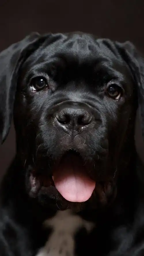 iphone 壁纸 黑色小狗前视图,脸,耳朵,眼睛,舌头