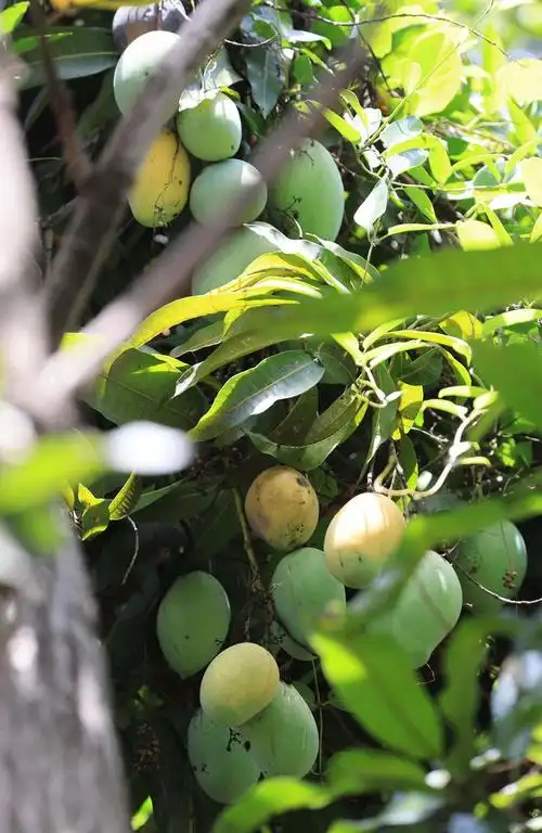 深晚报道 | 芒果成熟挂枝头成城市风景 提醒您不能采更不能吃