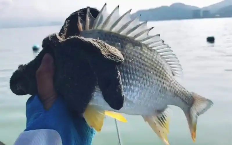 黄脚立 黄鲷 黄鳍鲷