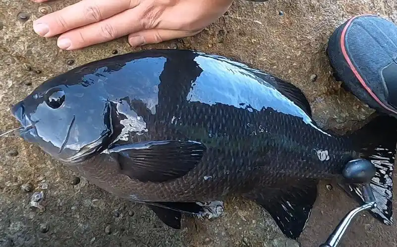 悉尼北部海钓 岩钓 野生大型黑毛 杆杆中 黑黝黝野生大货_哔哩哔哩