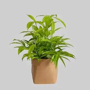 星点木盆栽油点木带锦植物星斑竹室内绿植净化空气吸甲醛好养窗台