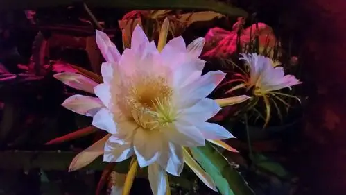 火笼果开花!你见过吗?