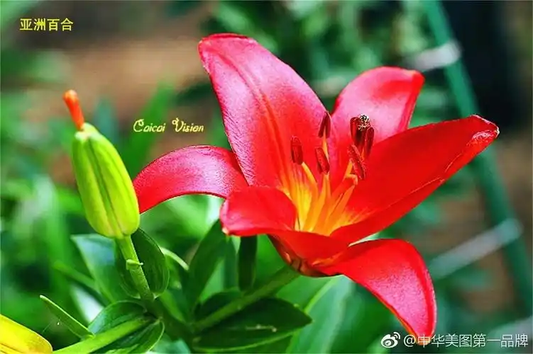 《世界名花影像宝典》 22集 《百合花》世界三十大名花之一