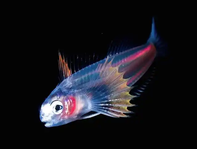 深海里闪闪发光的生物