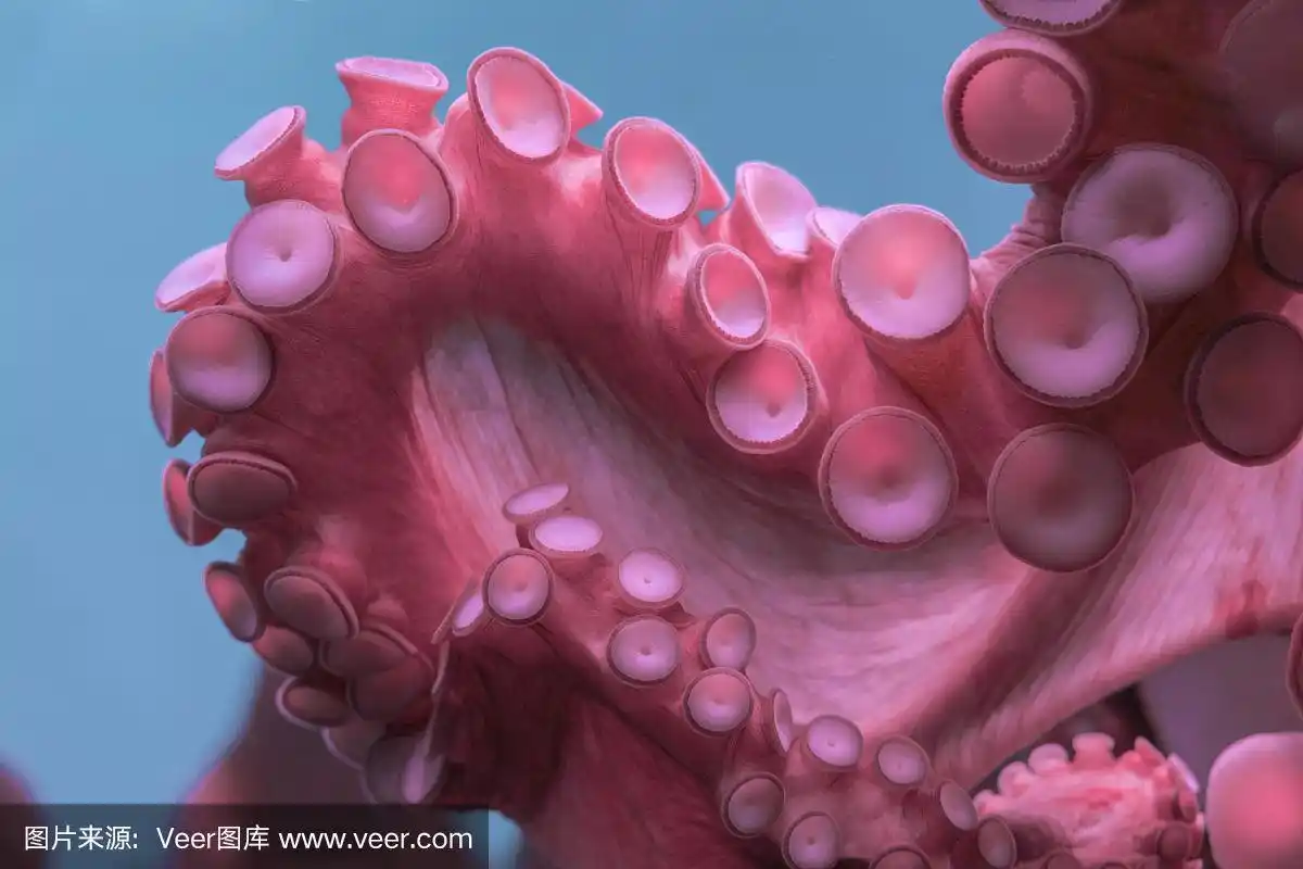 章鱼手臂上有吸盘的特写