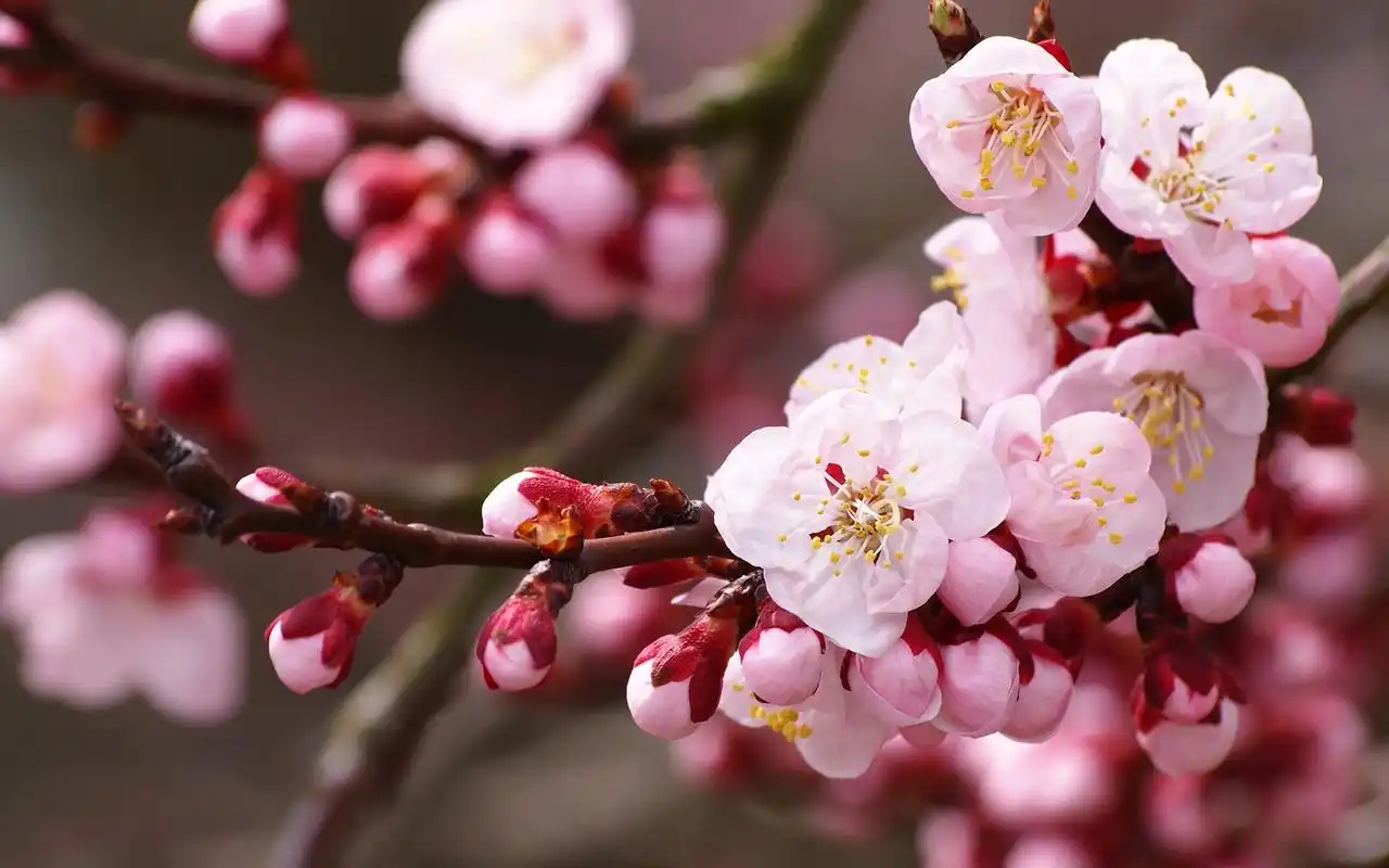 粉色系桃花唯美清新桌面壁纸下载11