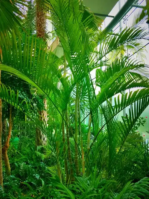 世界花卉大观园～热带植物 - 美篇