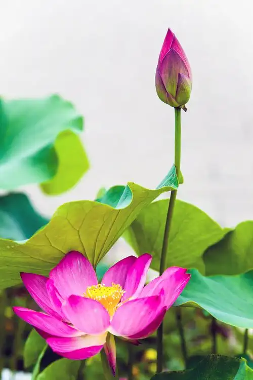 《美科莲花美》荷花摄影大赛——投稿