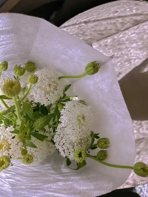 能开花看着小伞一天天慢慢打开真的太治愈啦7315养护小笔记花期